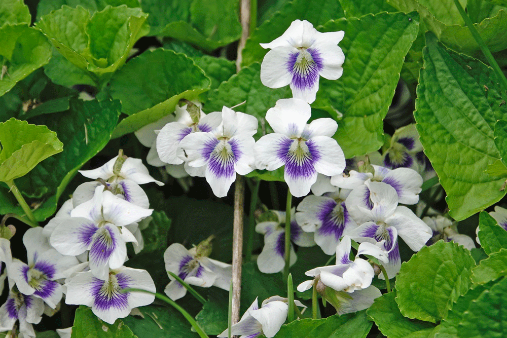 Commonly referred to as the Confederate violet, with its name coming from the color resemblance to the gray-white/navy blue color combinations of the Civil War Confederate States soldiers’ uniforms. This is a naturally occurring bi-colored variation of the common blue violet. This perennial flower always seems happy to see me. The feeling is mutual.Photo by Al Batt