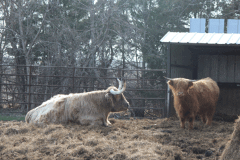 Patriot, left, is a 17-year old, 2,000 pound steer that’s been used in parades and displays, but is Flatland Farm’s official calf sitter. Here, he lays next to a 2-year-old steer who looks diminutive next to him. Photo by Kirsten Zoellner