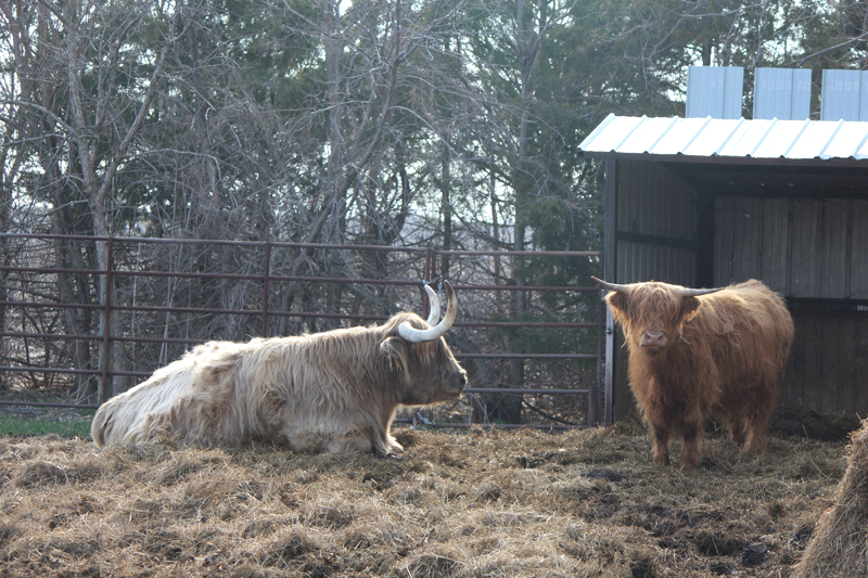 Patriot, left, is a 17-year old, 2,000 pound steer that’s been used in parades and displays, but is Flatland Farm’s official calf sitter. Here, he lays next to a 2-year-old steer who looks diminutive next to him. Photo by Kirsten Zoellner