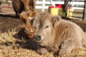 The 2025 crop of Highland calves sits atop a giant straw mound in the center of the barnyard, sunning and avoiding the soft, wet ground of spring. Photo by Kirsten Zoellner