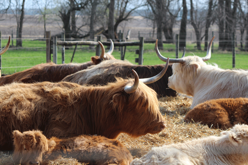 The graceful and regal horns of the Highland cattle are an easy eye-catcher, but it’s their hardy spirits and sweet nature that lands them in your heart. Photo by Kirsten Zoellner