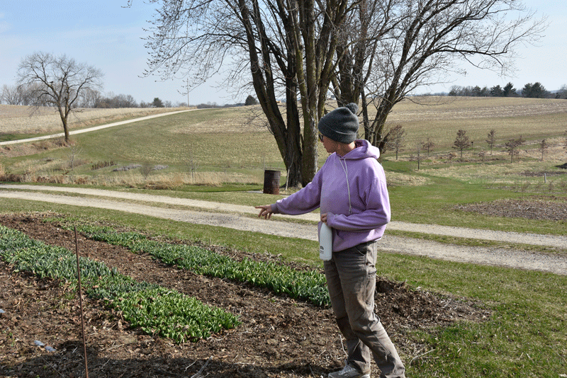 Kristi Schuldt points out the rows of tulips during a tour of the farm. Photo by Charlene Corson Selbee