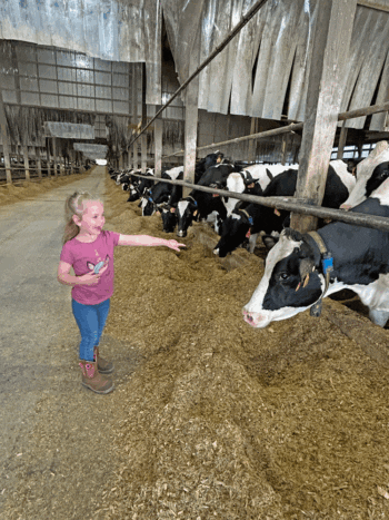 Payson Simonson of Chatfield checks out her favorite cows. Photo by Wanda Hanson