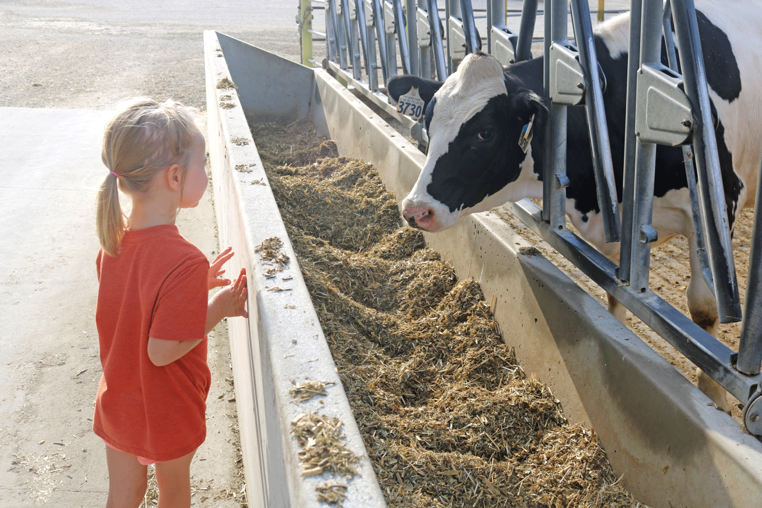 Riley Peterson, age 5, was interested in the cows at Olmsted County Breakfast on the Farm 2025. Riley attended the event with her mom, Emily Peterson from Rochester, Minn. Photo by Barb Jeffers
