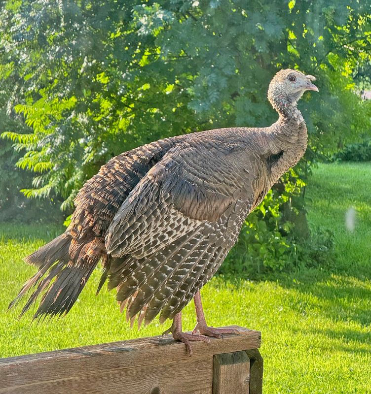 The wild turkey was once considered extirpated from Minnesota. The National Wild Turkey Federation says a turkey’s vision is five times better than that of humans, its hearing is estimated to be four times better than ours, and a gobble can be heard up to a mile away. That’s why I hired this hen to be the yard’s official watch turkey.Photo by Al Batt