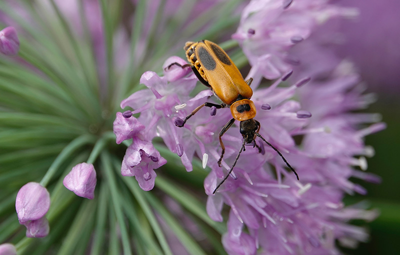 Goldenrod soldier beetles are often seen on goldenrod, hence the common name, but visit many other late-summer flowering plants. The adults are seen from July to September, but are most abundant in August. They feed primarily on pollen and nectar but may eat small insects such as caterpillars, eggs and aphids. They don’t damage plants, bite or sting. Photo by Al Batt