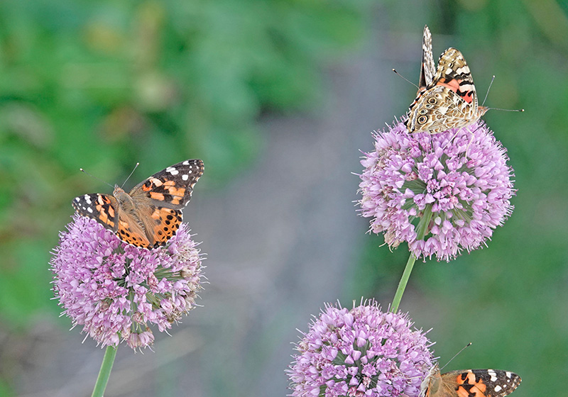 The painted lady is the most widely distributed butterfly in the world. It’s found throughout Europe, Asia, Africa, North America and Central America, and is present on all continents except Australia and Antarctica. The caterpillars feed on the leaves of a wide variety of host plants, with preferred foods including calendula, hollyhock, mallow, sunflower and Canada thistle. Painted lady butterflies are called the thistle butterflies because of the thistle caterpillar’s appetite for the leaves of the Canada thistle. Photo by Al Batt