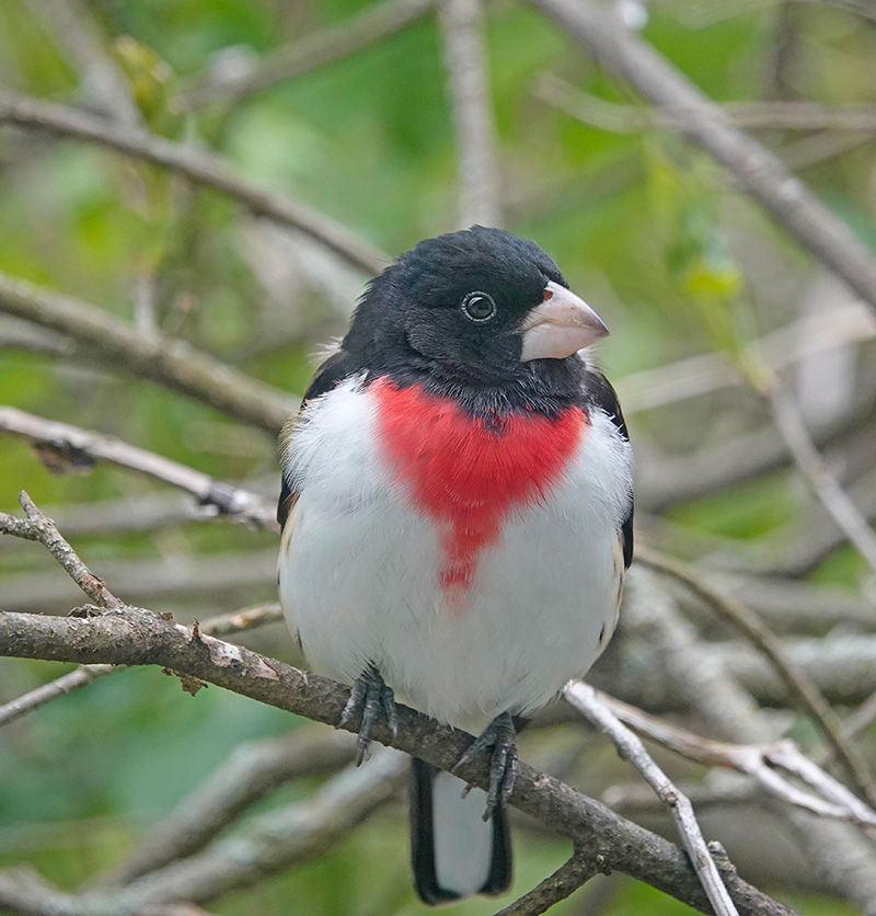 A rose-breasted grosbeak brings exclamation marks to a yard. Its song is reminiscent of a robin, only sweeter, which some people refer to as operatic. It also makes a sharp chink like the squeak of a sneaker on a basketball court. The male has the colorful colloquial name “cut-throat.” It spends the winter in Central and South America.Photo by Al Batt