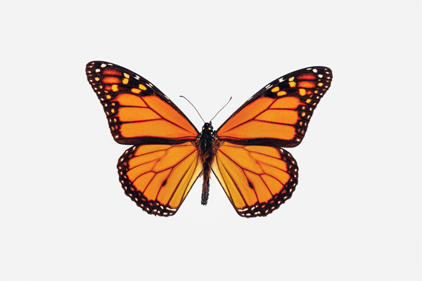 The monarch butterfly is a great reminder of new life for all.Image submitted