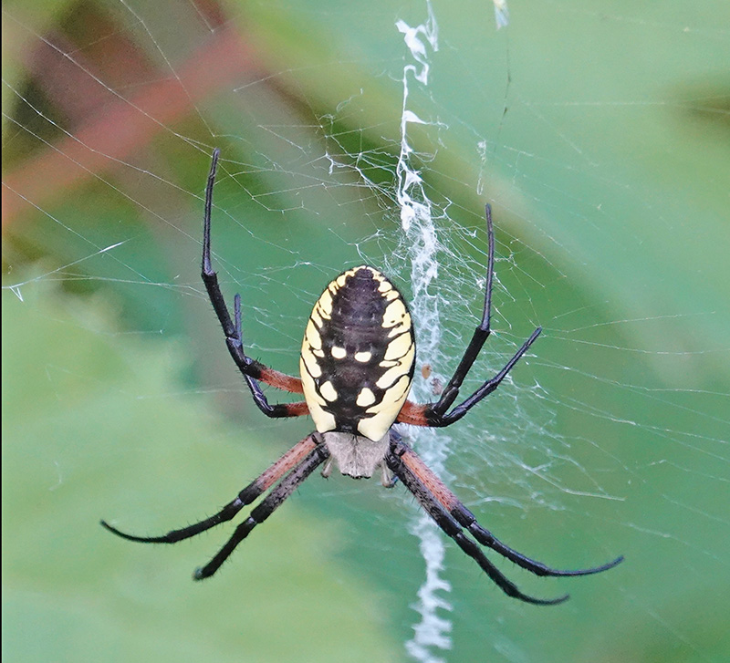 This beautiful black and yellow garden spider or Argiope aurantia, has a zigzag part to her web, known as stabilimenta, which may have the purpose of discouraging birds from flying through and damaging the web. It’s also called a yellow garden spider, golden garden spider, writing spider, zigzag spider, zipper spider, black and yellow argiope, corn spider, signature spider, Steeler spider and McKinley spider. Photo by Al Batt