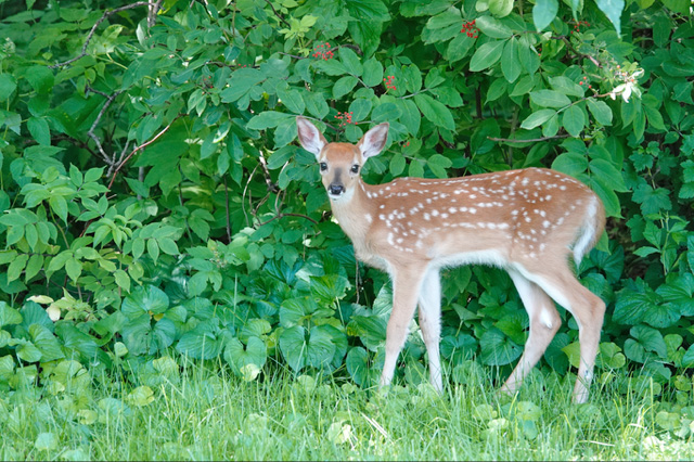 Most white-tailed deer fawns are born in mid-May to mid-June, and weigh 5 to 8 pounds at birth. Typically, half the fawns are male and half are female. Their brown fur blends in with the dry grass and leaves, and the white spots mimic dappled sunlight. By the time a fawn is 2 weeks old, it’s capable of outrunning many predators. They lose their spots in 90-120 days. Photo by Al Batt