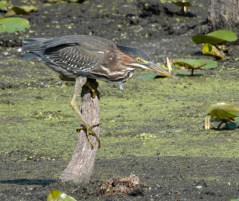 A green heron blends into its surroundings. Its most common calls are “skeow!” or “kuk-kuk-kuk.” Their diet consists of small fish, frogs, crayfish and small rodents. They forage at the edge of shallow water, standing still or slowly stalking prey. They quickly dart forward, grabbing prey with a spear-like bill. They sometimes drop a feather or an insect into the water to act as a fish lure. Photo by Al Batt
