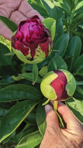 On the left, a unique peony named the Green Lotus, known for its distinctive semi-double, white and lime-green flowers with touches of pink as they mature, featuring ruffled or crinkled petals. In the center, Old Faithful peony buds show the stages of the opening flower and the importance of knowing the best time to cut them in order to have a longer lasting bouquet. On the right, A Japanese bloom style called Spiffy is a peony with a center that looks like shredded petals surrounded by broader, smoother appearing petals. Photos by SimplyMary