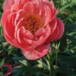 Melissa Gowan mentions that a peony which is quite popular is the Coral Colored Semi-Double Bloom. Photo by SimplyMary