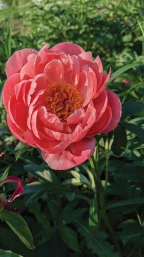 Melissa Gowan mentions that a peony which is quite popular is the Coral Colored Semi-Double Bloom. Photo by SimplyMary