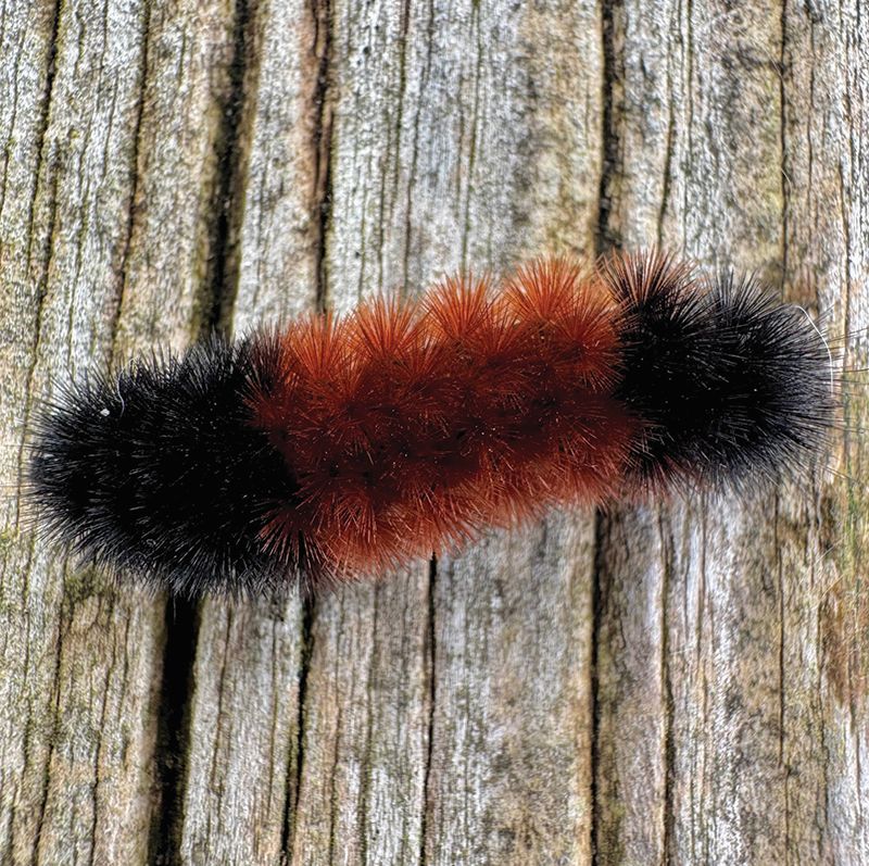 Folklore suggests the amount of black on a woolly bear caterpillar varies proportionally with the upcoming winter’s severity. A wider brown band portends a milder winter, while more black forecasts a harsher one. If the front end has the most black, winter’s beginning will be the most severe; if the tail end has the most black, winter’s end will be hardest. If crawling in a southerly direction, it’s escaping a cold winter. A northward crawl predicts a mild winter.Photo by Al Batt