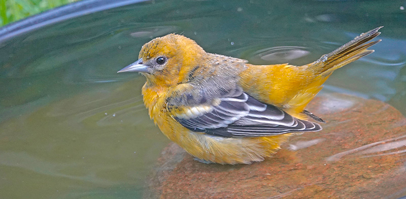 This was one of the last of the Baltimore orioles I saw in my yard this year. They migrate to Florida, the Caribbean, Central America and the tip of South America, where they spend the winter reflecting fondly upon our friendship.Photo by Al Batt