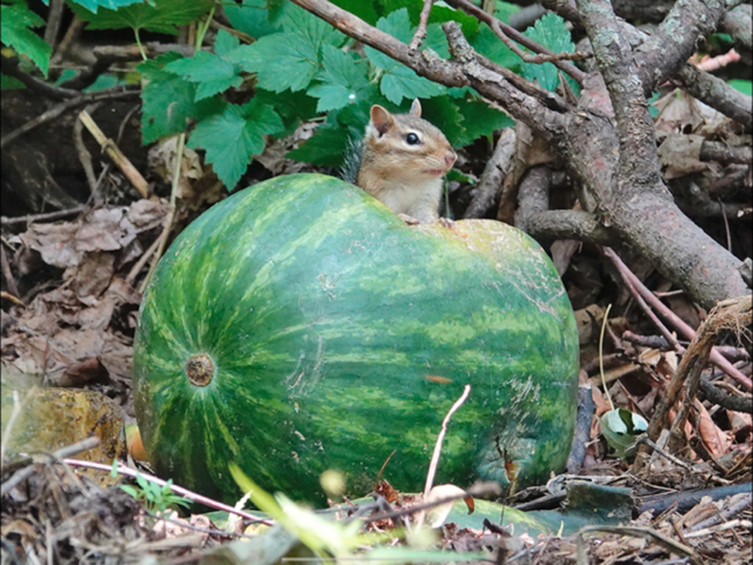 Eastern chipmunks are 8 to 10 inches long (including the tail) and weigh 2 to 5 ounces. Their underground burrows can reach 30 feet long and 3 feet deep. The entrance measures two inches in diameter, and chipmunks remove the fresh dirt from the opening to avoid being conspicuous to predators. Chipmunks use their cheek pouches as tote bags to carry food, and they can run 21 mph, but not while carrying a watermelon. Photo by Al Batt