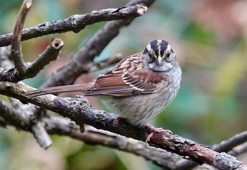In the fall, I hear white-throated sparrows rehearsing their songs. It’s not as haunting as their whistle in the spring, but it’s recognizable as “Old Sven Peterson, Peterson, Peterson.” I suspect immature birds produce the less professional sounds. The white-throated sparrow comes in two color forms: white-striped or tan-striped heads. The males of both types prefer females with white stripes. Females of both types prefer males with tan stripes.Photo by Al Batt