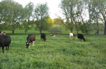 The Haugens’ dairy cattle graze in the west valley during the early days of their farming journey, around 1994 or 1995. Photo submitted