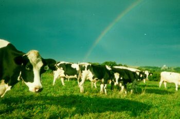 Haugen cows grazing under the rainbow. Photo submitted