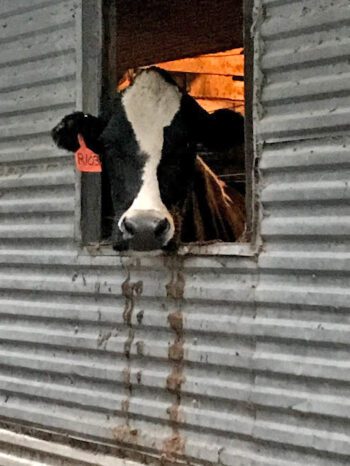 Welcome to Springside Farm! Photo submitted