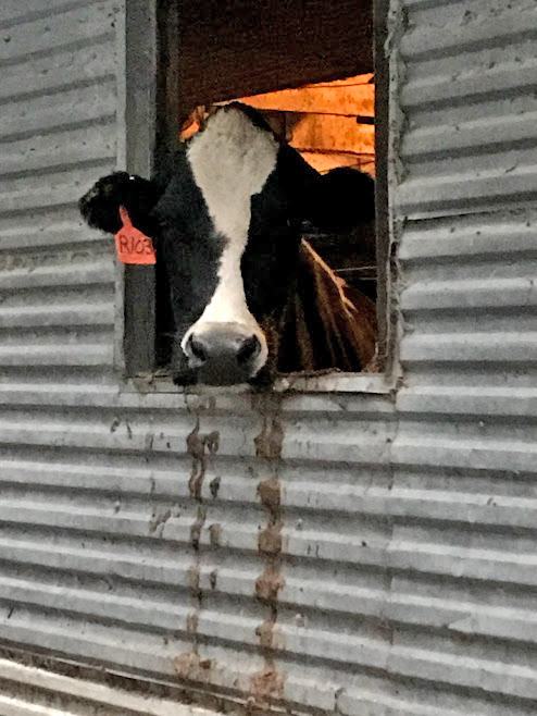 Welcome to Springside Farm! Photo submitted