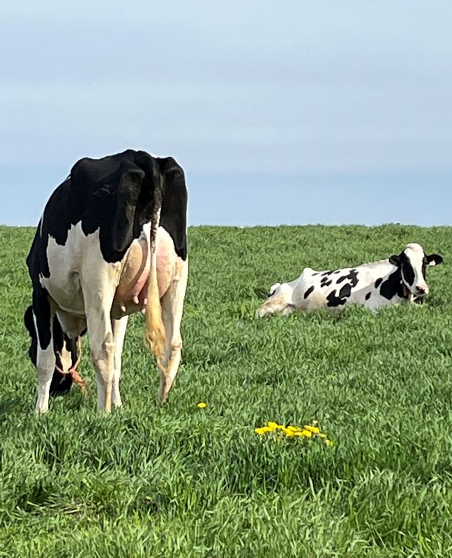 The Shir-Man registered Holsteins enjoying themselves out in the field. Photo submitted