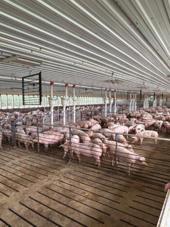 The pigs enjoy a clean, well ventilated pig barn. Photo by Wanda Hanson