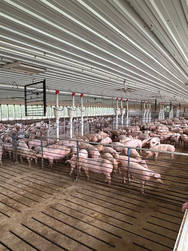 The pigs enjoy a clean, well ventilated pig barn. Photo by Wanda Hanson
