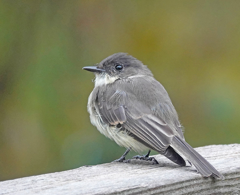 I enjoy the company of an eastern phoebe and its distinctive tail wag. Why don’t we see this bird in the cold-weather seasons? It’s because flying insects make up most of its diet. A raspy “fee-bee” song gives the flycatcher its name. In Greek mythology, Phoebe was a Titan, the daughter of “Earth” (Gaia) and “Sky” (Uranus). In 1804, Audubon attached a silver thread to an eastern phoebe’s leg, making it the first banded bird in North America.Photo by Al Batt