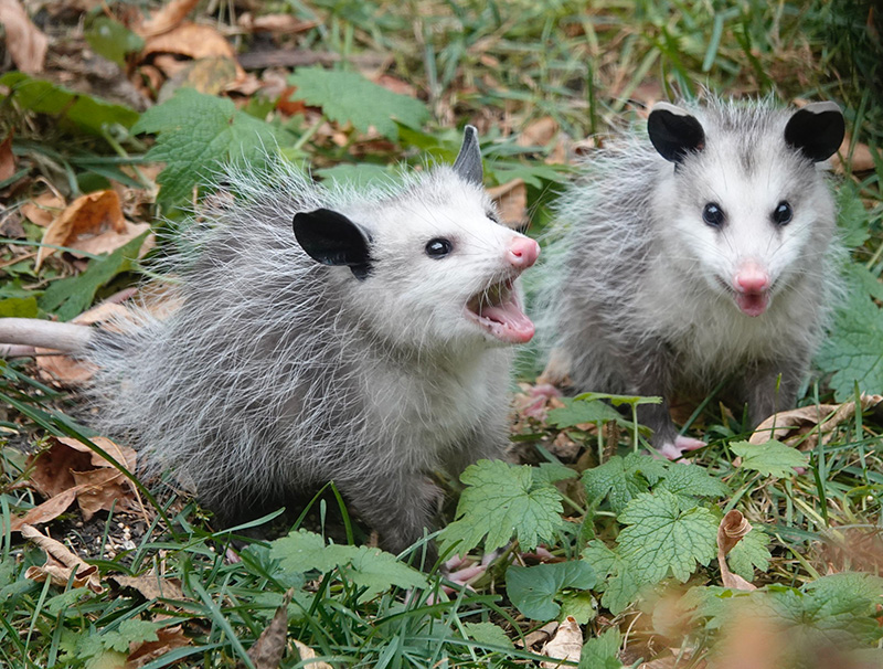 The word “opossum” derives from a Powhatan word meaning “white dog” or “white animal.” I write “opossum,” unless writing “playing possum,” and I say “possum.” Opossums live in the Americas, while possums (a different animal) live in Australia, New Guinea and Sulawesi. Merriam-Webster notes the word is pronounced uh-possum, but it’s OK to omit the o sound. The Virginia opossum is the only marsupial found in the U.S.Photo by Al Batt