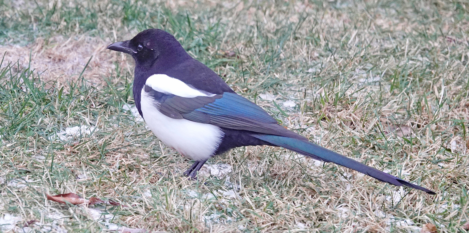 The black-billed magpie is a permanent resident throughout northwestern and north-central Minnesota. Magpies build bulky nests of sticks and twigs that have a domed top and two entrances, which can take up to 40 days to construct and may last for years. Research has shown that magpies can recognize their own images in a mirror. The Lewis and Clark Expedition (1804-1806) reported magpies boldly entering tents to steal food.Photo by Al Batt