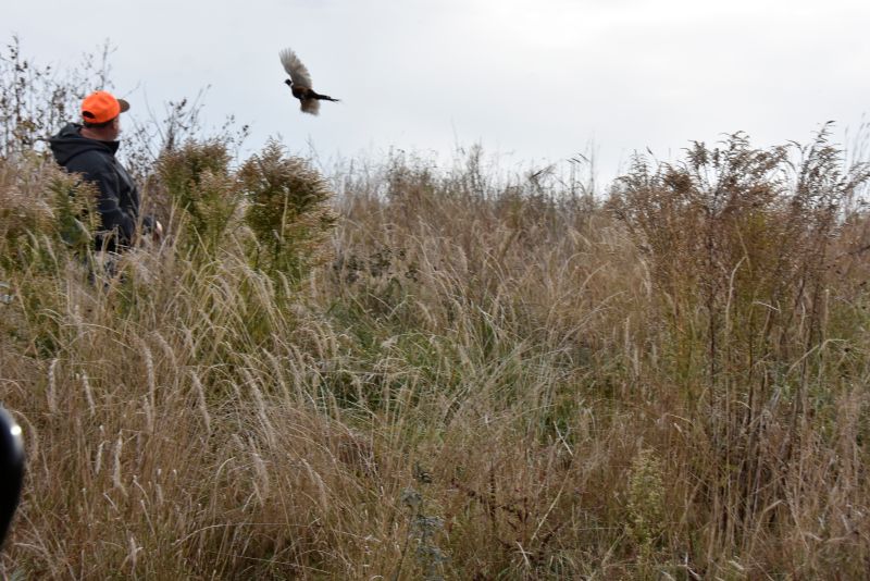 Craig Helke flushed this rooster out so a picture could be taken. Photo by Charlene Corson Selbee