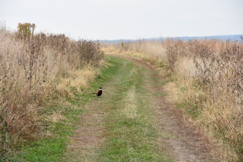 Two of the nine CRP fields hunters will find at Rooster Ridge Pheasant Farms. Photo by Charlene Corson Selbee