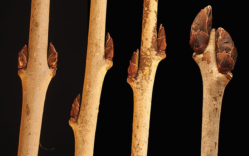 Buckthorn bark, berries, sapwood, buds and leaves.