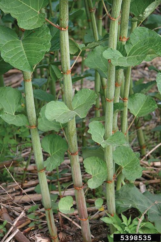 Japanese Knotweed stems and leaves.