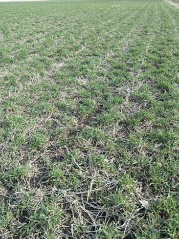 Rye cover crop after soybeans. Photo submitted