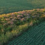 Established prairie strip. Photo submitted