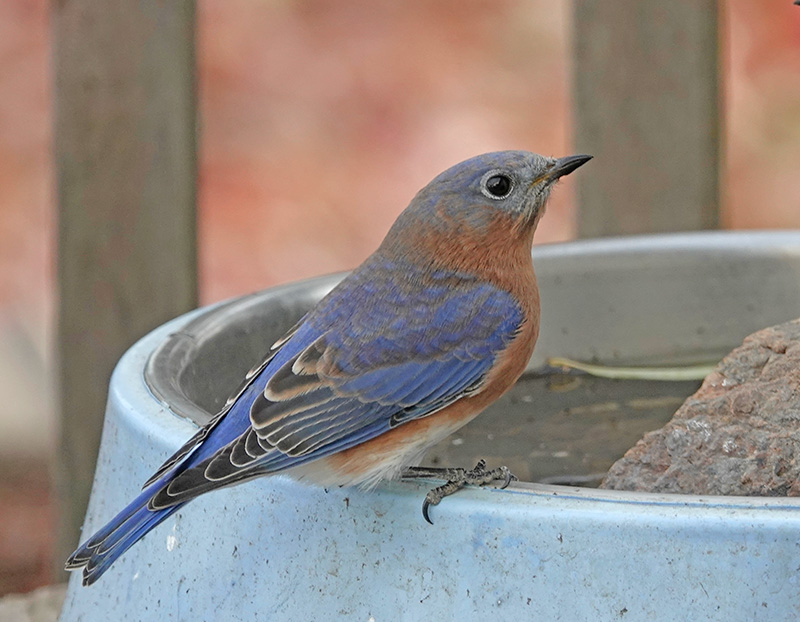 “As long as there are bluebirds, there will be miracles and a way to find happiness.”– Shirl Brunnel.“How the waiting countryside thrills with joy when Bluebird brings us the first word of returning spring. Reflecting heaven from his back and the ground from his breast, he floats between sky and earth like the winged voice of hope.”– W. L. Dawson. If a bluebird you see, happiness will be.
Photo by Al Batt