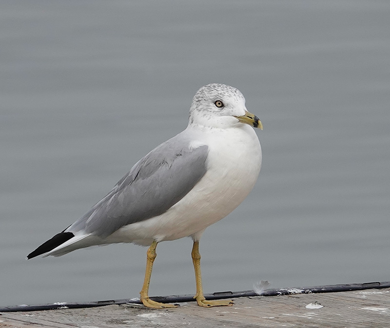 Gulls are worm charmers that perform a “rain dance” or a “worm dance,” wherein they stomp on the ground to hunt worms. Their foot taps mimic the vibrations of moles hunting worms underground, and/or the sounds and vibrations of raindrops, which entice earthworms into coming to the surface where the gulls can take them out for lunch.Photo by Al Batt