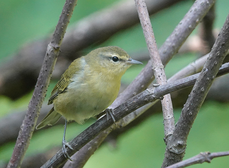 The Tennessee warbler is a small, thin-billed, greenish-yellow bird, that is common but plain-looking. “Plain-looking” isn’t the way the bird describes itself. The Tennessee warbler is misnamed as it breeds primarily in Canada, not Tennessee. It got the Tennessee name because Alexander Wilson encountered one there. It feeds on caterpillars in the summer, thriving when spruce budworms are abundant, and becomes a nectar thief in the winter.Photo by Al Batt