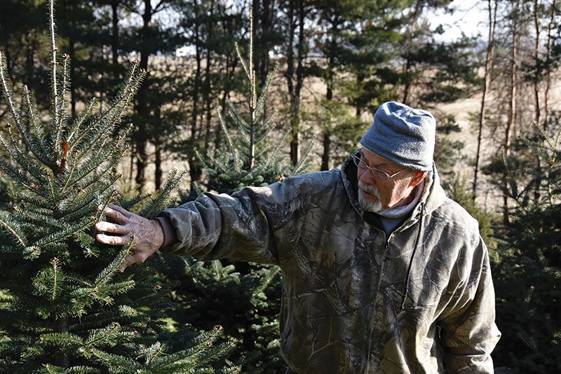Steve Guberud walks among the trees, describing what makes the perfect Christmas tree. Photo by Charlene Corson Selbee