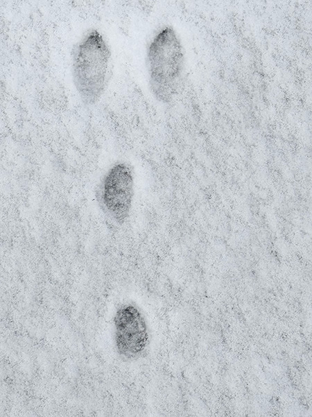 These are tracks of an eastern cottontail rabbit. When a rabbit hops, its hind feet land in front of its smaller front feet, creating a Y shape (Y for bunnY) – the large hind prints at the top of the Y and the smaller, staggered front prints below. Squirrel tracks are side-by-side in a W shape. If the trail stops at a tree, it’s a squirrel. If it goes into the brush, it’s a rabbit.Photo by Al Batt