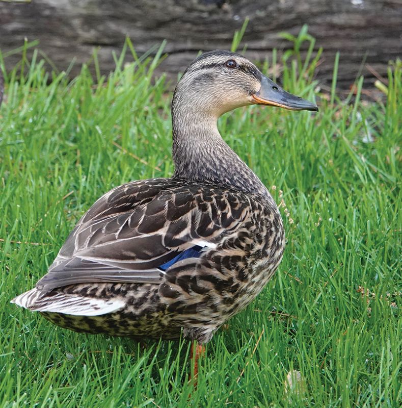 We’ve all likely made a quacking sound to imitate a duck. The classic duck’s quack is the sound of a mallard hen. It’s a myth that a duck’s quack doesn’t echo. Mallard, Iowa, which is south of Curlew and north of Plover, used to have a high school with a memorable school cheer: “Black and Gold, Gold and Black, Mallard Ducks go quack, quack, quack.”Photo by Al Batt