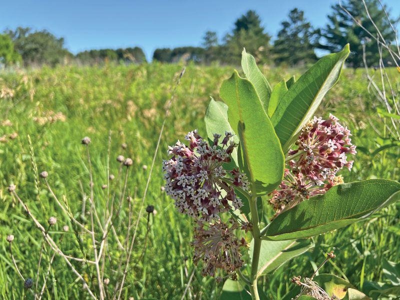 Milkweed plants are the only food source for monarch caterpillars. Photo submitted