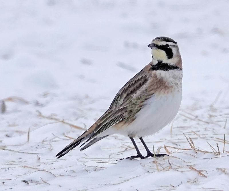 I saw this horned lark in February. The horned lark is the only lark native to North America. It prefers open spaces—the bare ground with sparse vegetation found in empty places like tundra, heavily grazed pastures, prairies, shores, airports and fields. The horned lark’s song is a high-pitched tinkling. Collective nouns for a group of larks include an ascension, chattering, exaltation and happiness..Photo by Al Batt