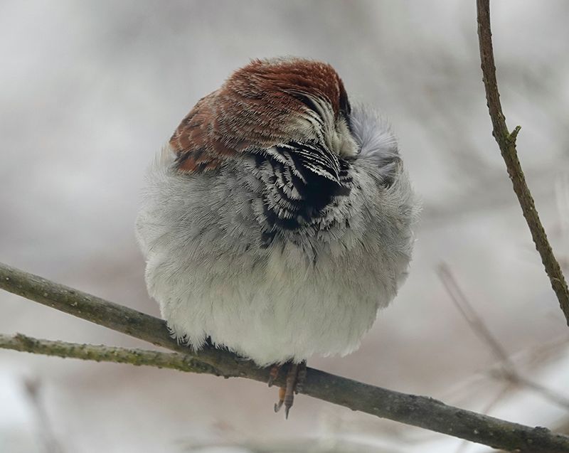 What do you do if you left home without your puffy jacket, even though your mother told you to never leave home without your puffy jacket? What do you do? If you are a bird, like this house sparrow, you fluff your feathers to trap air close to your body. This acts as insulation. And you poke your beak under shoulder feathers to keep it warm on a beak-chilling day.Photo by Al Batt