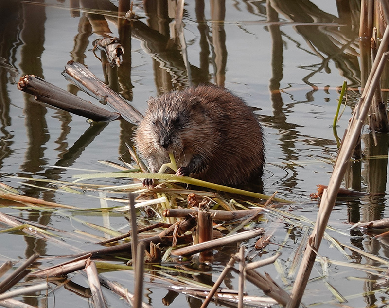 Llonamae Svebakken of Preston shared the story of the winter of 1967 when a bump in the night came from the basement of their old farmhouse. Her husband investigated and discovered a hungry muskrat. They fed Mushy the muskrat all winter. Mushy confined his bathroom duties to an unemployed tub. He left via a drainpipe when spring neared. Llonamae’s story proves that not all things that go bump in the night are unpleasant.Photo by Al Batt
