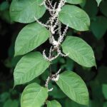 Knotweed returns each year and can be as tall as 10 feet. Photo courtesy of buncombe.ces.ncsu.edu/2025/09/invasive-plant-bolo-japanese-knotweed